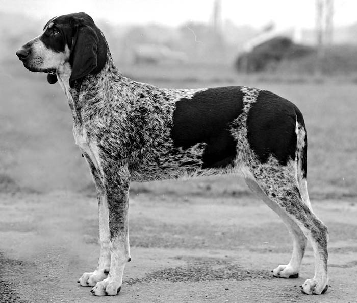 MARELE ALBASTRU DE GASCONIA